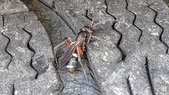 Cryptocheilus versicolor