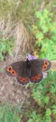 Erebia euryale