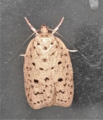 Garrha atripunctatella