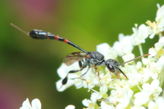 Gasteruption assectator