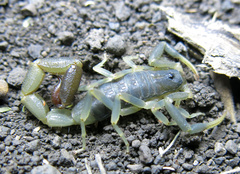 Uroplectes olivaceus