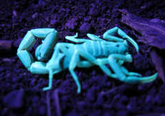 Uroplectes olivaceus