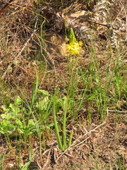 Bulbine cepacea