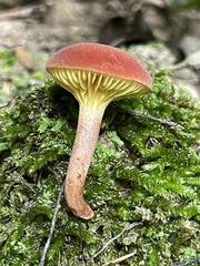Phylloporus bellus