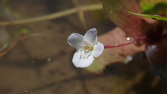 Bacopa repens