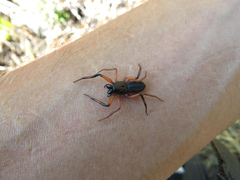 Platyoides walteri
