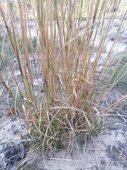 Agrostis vinealis
