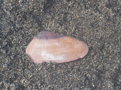 Latona cuneata