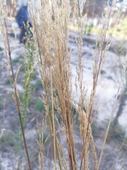 Agrostis vinealis