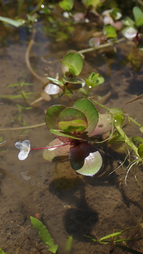 creeping waterhyssop