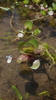Creeping Waterhyssop - Photo (c) H.T.Cheng, some rights reserved (CC BY-NC), uploaded by H.T.Cheng