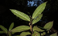 Alangium villosum