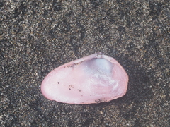Latona cuneata