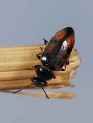 Aulacoderus