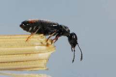 Aulacoderus