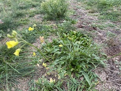 Diplotaxis tenuifolia