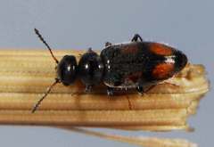 Aulacoderus