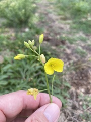 Diplotaxis tenuifolia