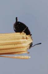 Aulacoderus