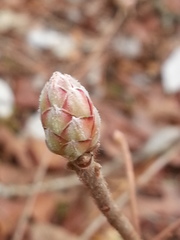 Rhododendron canescens