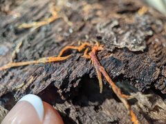 Hydnophlebia
