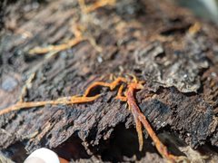 Hydnophlebia