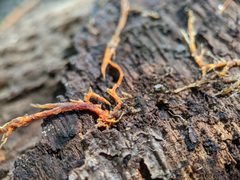 Hydnophlebia