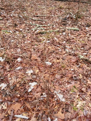 Rhododendron canescens