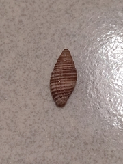 Pseudonebularia proscissa