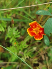 Tagetes lunulata