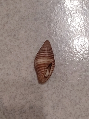 Pseudonebularia proscissa