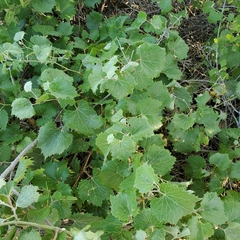 Vitis acerifolia