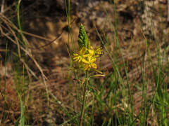 Bulbine cepacea
