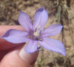 Moraea polyanthos