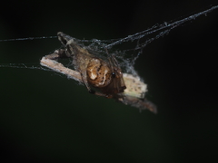 Parasteatoda merapiensis