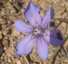 Moraea polyanthos