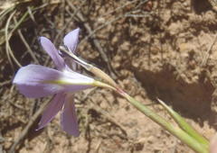 Moraea polyanthos