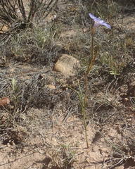 Moraea polyanthos