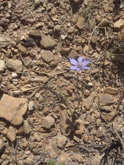 Moraea polyanthos