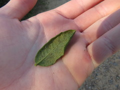 Morella kraussiana