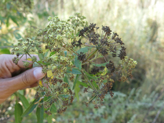 Heteromorpha arborescens abyssinica