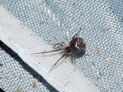 Parasteatoda cingulata