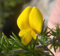 Aspalathus hirta hirta