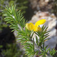 Aspalathus hirta hirta