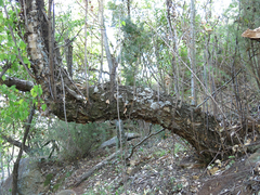Heteromorpha arborescens abyssinica