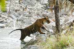 Panthera tigris tigris