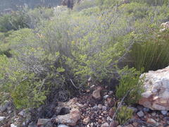 Aspalathus hirta hirta