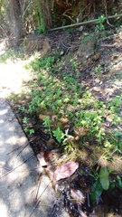 Limnophila chinensis