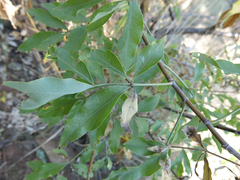 Heteromorpha arborescens abyssinica