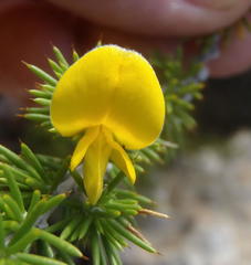 Aspalathus hirta hirta